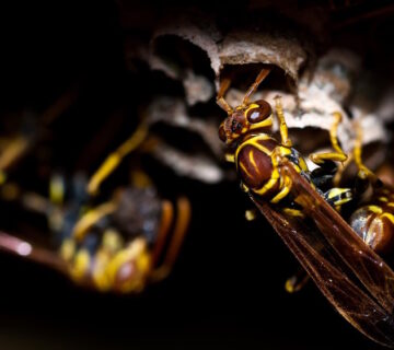 How to Stop Wasps From Coming Back