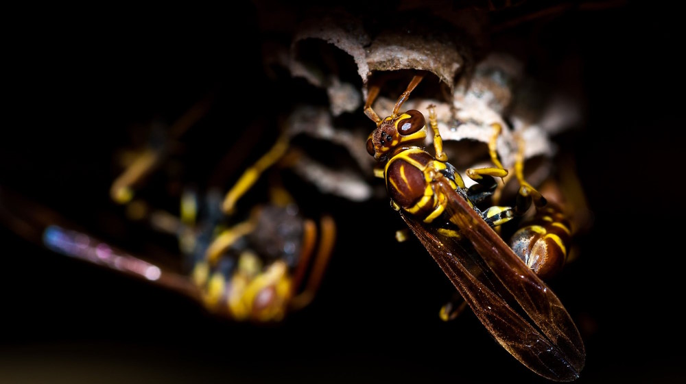 How to Stop Wasps From Coming Back