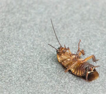 Why Do Cockroaches Suddenly Appear