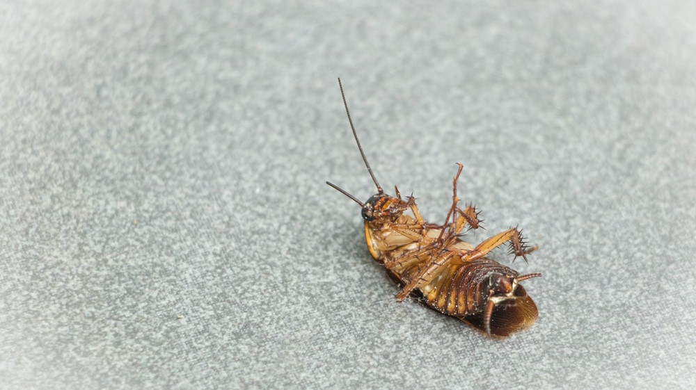 Why Do Cockroaches Suddenly Appear