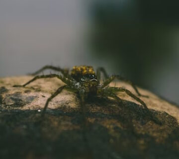Bog Spider - What is a Bog Spider