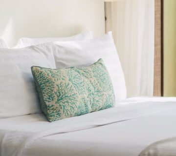 What is the Main Cause of Bed Bugs