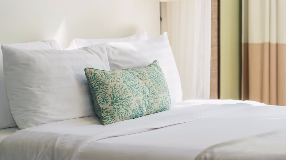 What is the Main Cause of Bed Bugs