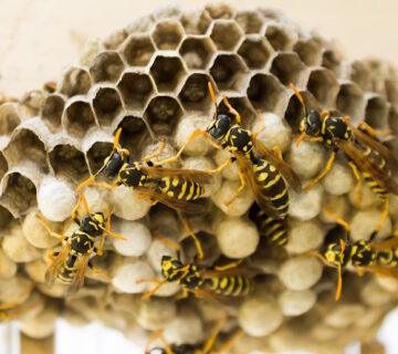 Should I ignore a wasp nest