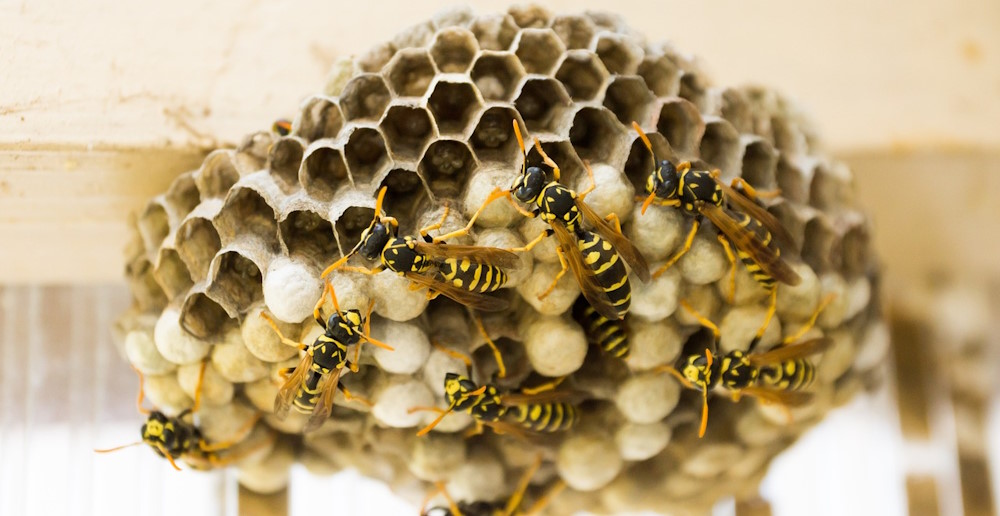 Should I ignore a wasp nest