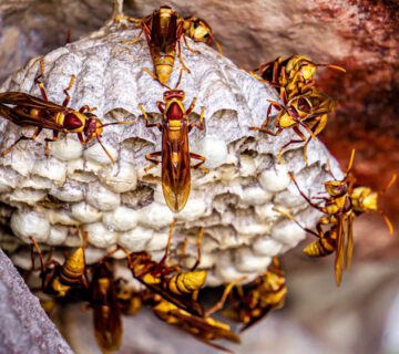 When to Call a Professional Wasp Exterminator