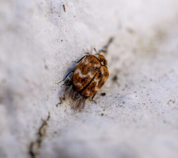 The Dangers of Fleas