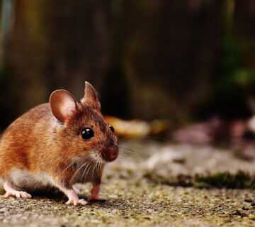 Mice in the house: What to do