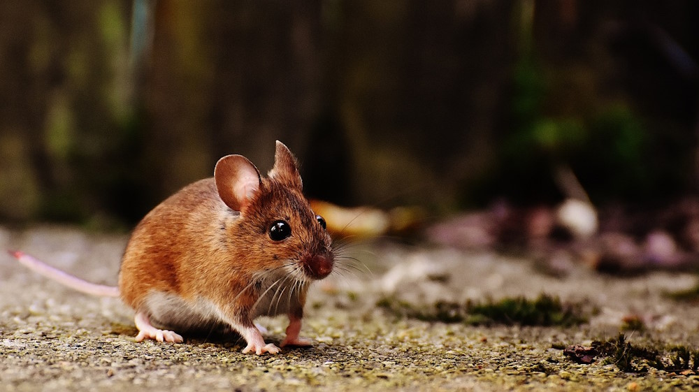Mice in the house: What to do