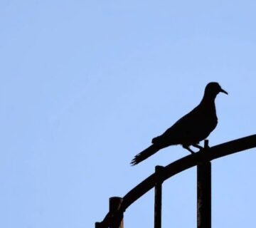 The Dangers of Pigeon Droppings
