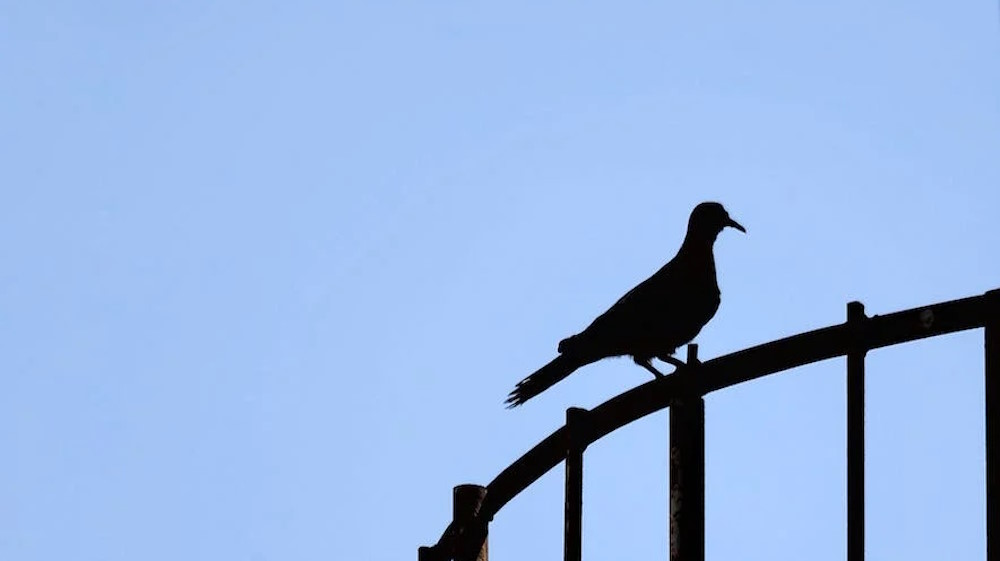 The Dangers of Pigeon Droppings