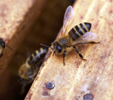 What are the signs of a pest infestation?