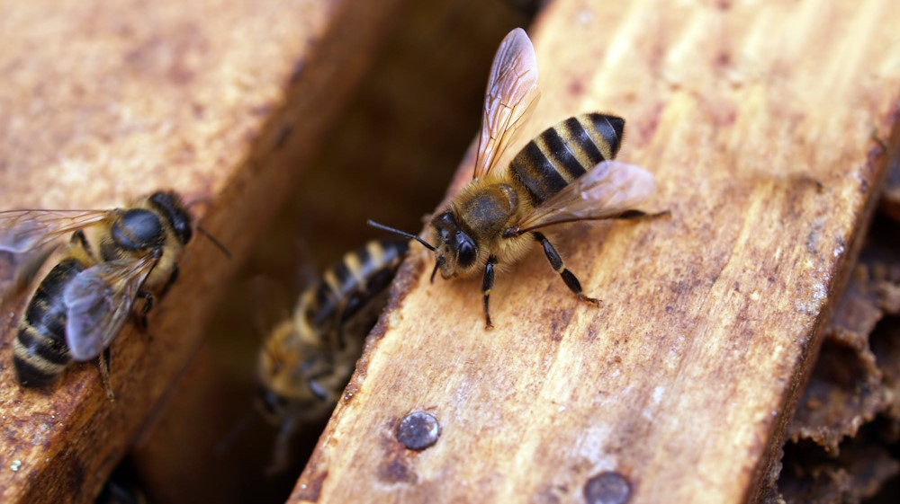 What are the signs of a pest infestation?