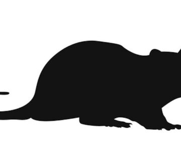 What diseases do rats carry