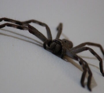 What are Huntsman spiders and are they dangerous