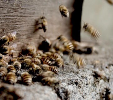 Dealing with Stinging Insects Wasps, Bees, and Hornets