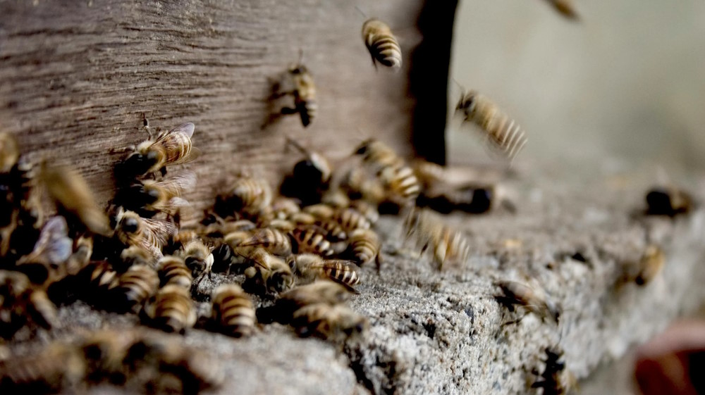 Dealing with Stinging Insects Wasps, Bees, and Hornets