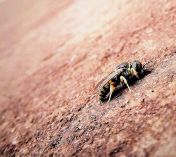 Why You Shouldn't Ignore a Wasps Nest in Your Garden