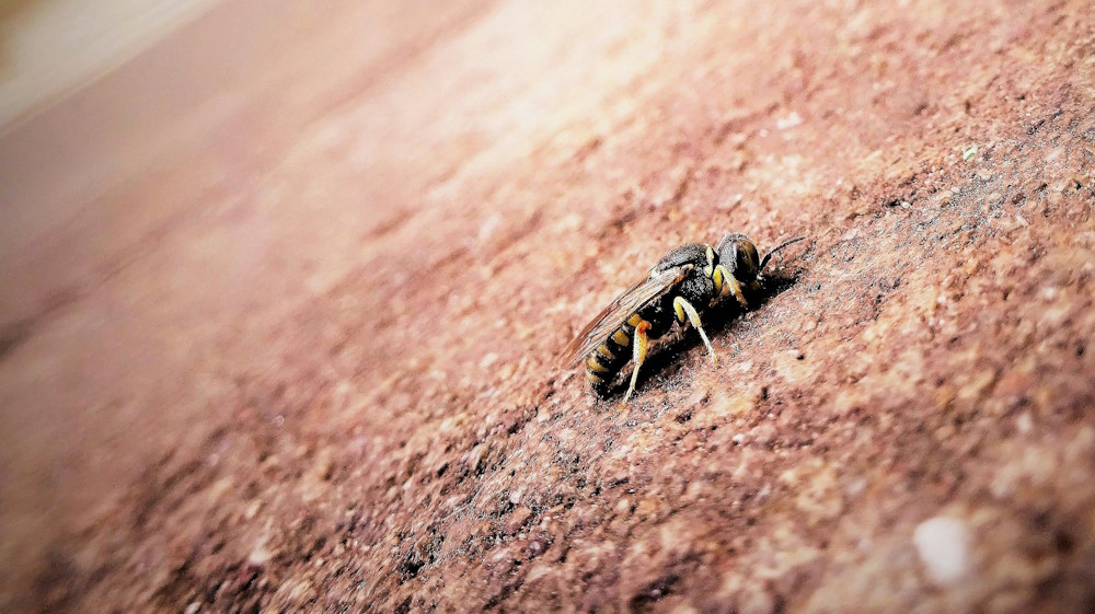Why You Shouldn't Ignore a Wasps Nest in Your Garden