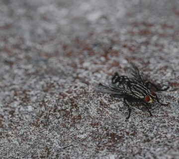 How to Keep Flies Out of Your Home This Summer