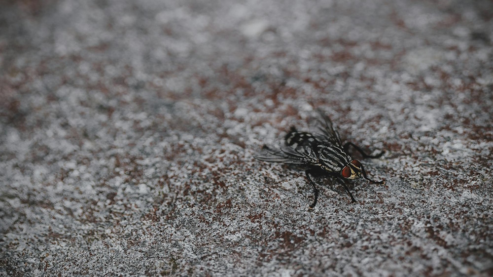 How to Keep Flies Out of Your Home This Summer