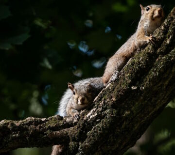 How to Protect Your Home from Summer Rodents