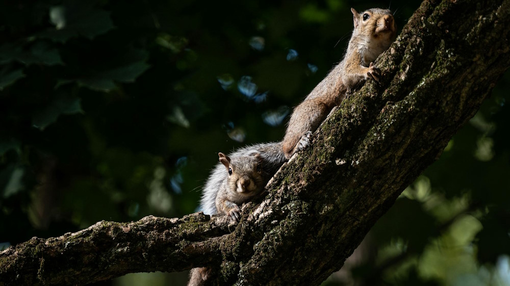 How to Protect Your Home from Summer Rodents
