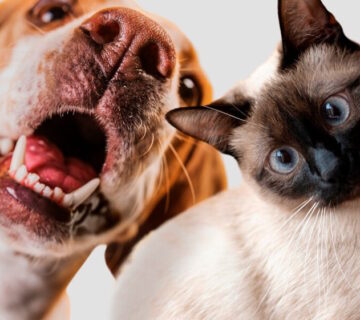 How to Keep Your Pets Safe from Fleas