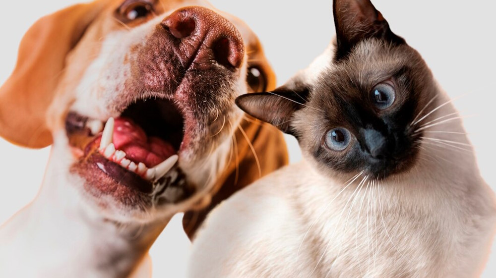 How to Keep Your Pets Safe from Fleas