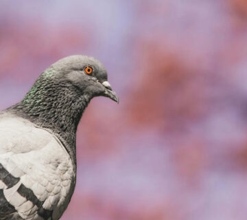 Keeping Birds Away from Your Property