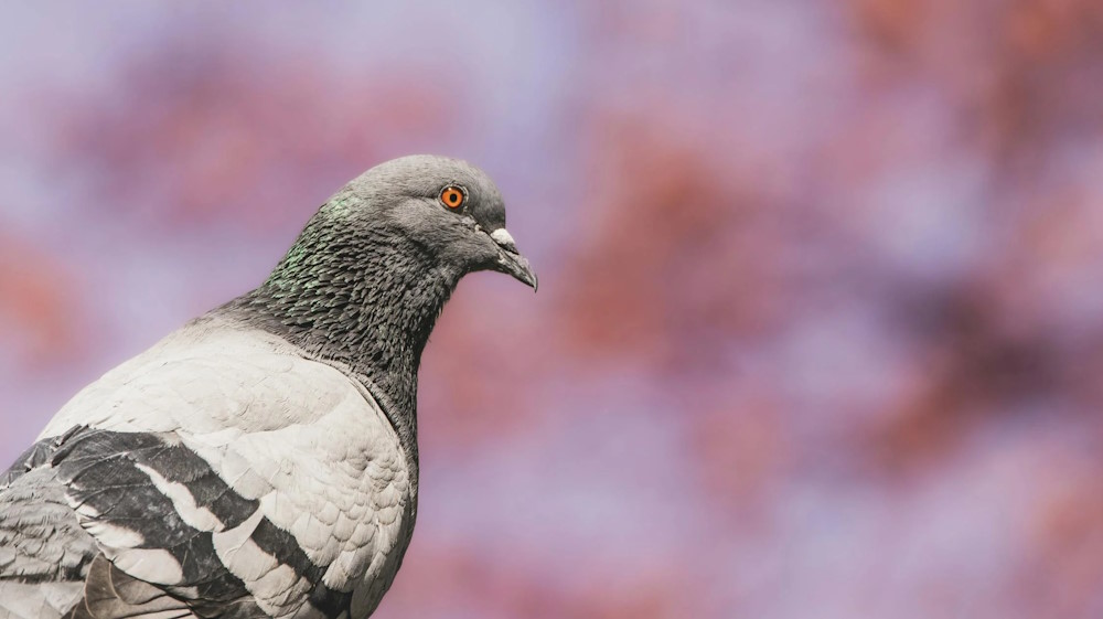 Keeping Birds Away from Your Property