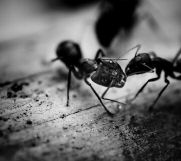 Protecting Your Home from Carpenter Ants
