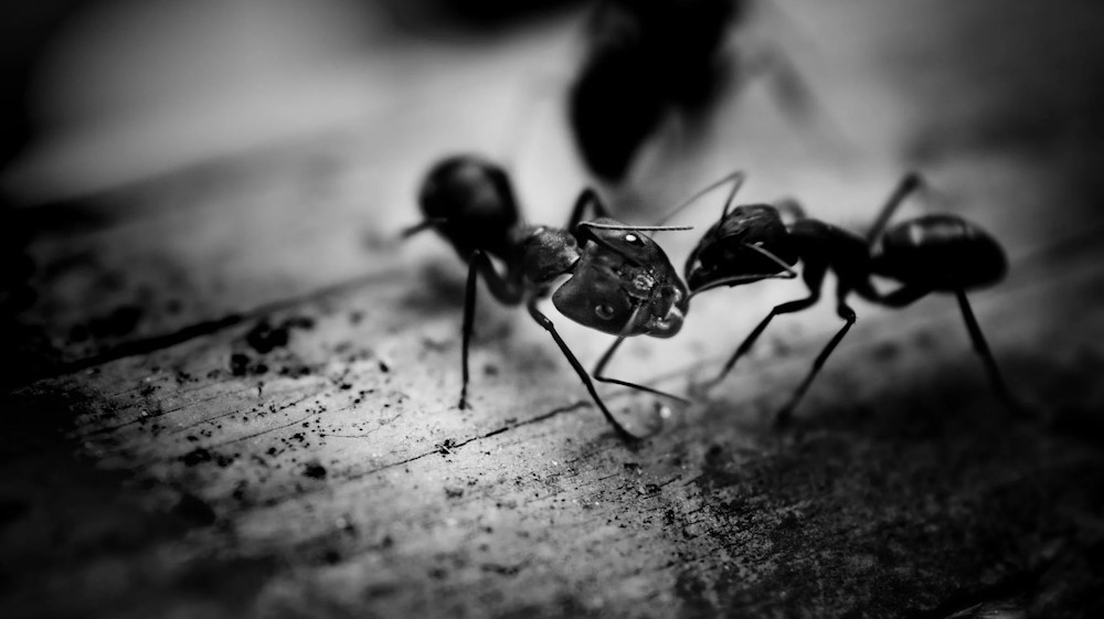Protecting Your Home from Carpenter Ants