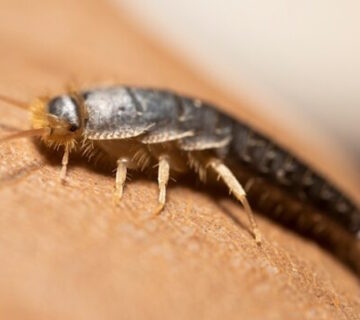 How to Deal with Silverfish in Your Home
