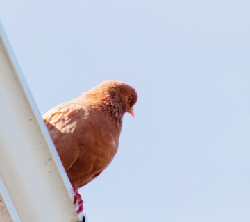 How Can I Stop Pigeons from Nesting on My Roof