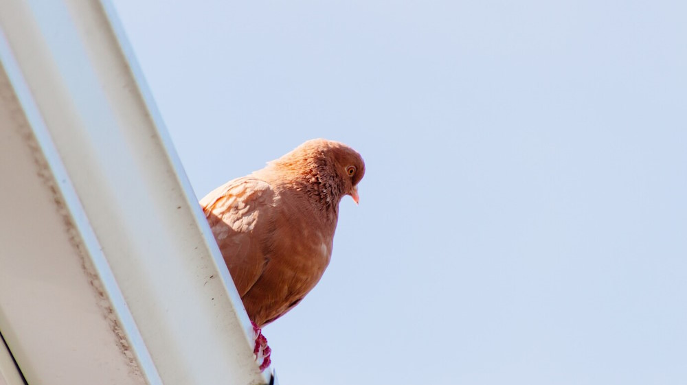 How Can I Stop Pigeons from Nesting on My Roof