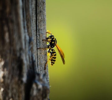 What Attracts Wasps to My Garden Every Summer?