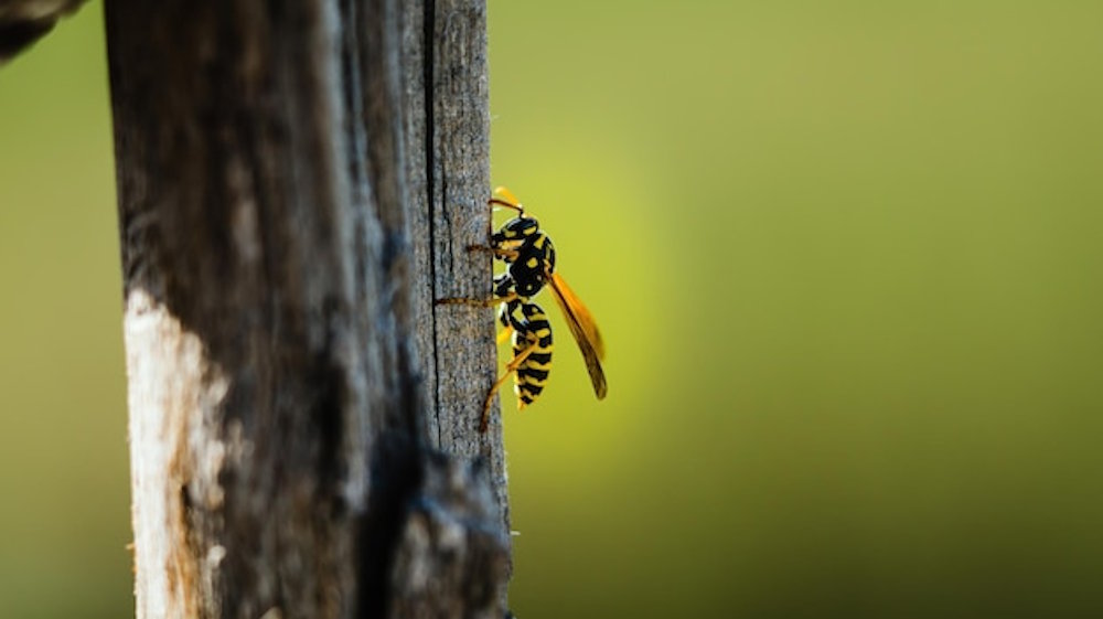 What Attracts Wasps to My Garden Every Summer?