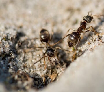 Do Flying Ants Mean I Have a Nest Nearby?