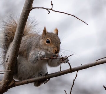 Why Do Squirrels Chew Through Wires and Loft Insulation?