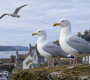 Are Seagulls Protected in the UK in 2026