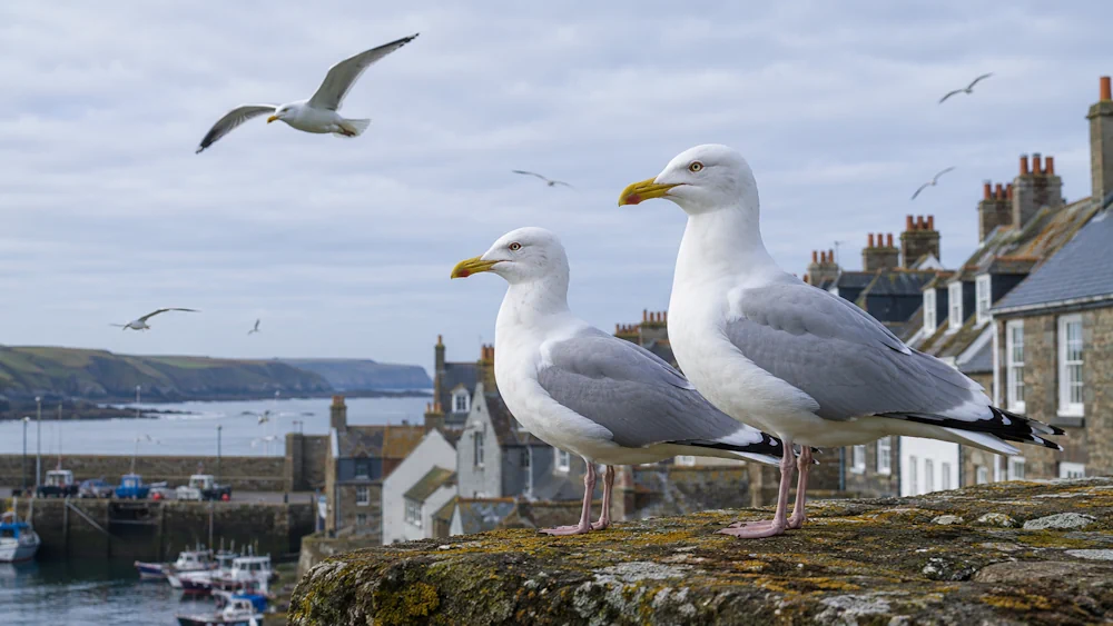 Are Seagulls Protected in the UK in 2026