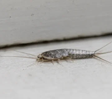 Are Silverfish Dangerous or Just Annoying?
