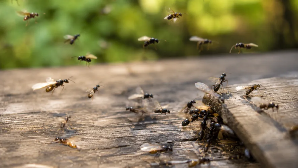 What Is Flying Ant Day and When Does It Happen?