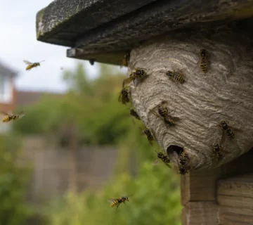 Why Are There So Many Wasps This Summer in the UK?